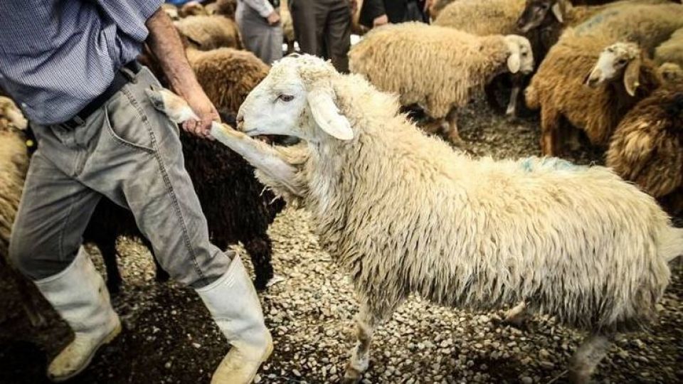 پیچ گرانی گوشت قرمز در دست دلالان/ دولت به فکر حمایت از دامداران خرد باشد