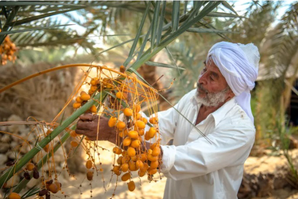 ایران در میان ۵ کشور اول تولیدکننده خرما