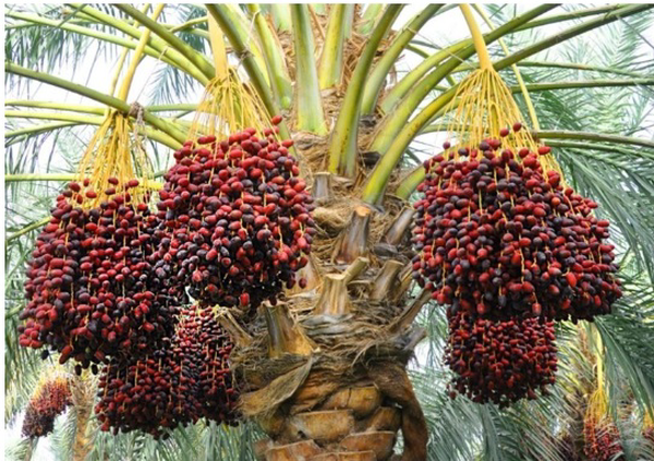 ایران در میان ۵ کشور اول تولیدکننده خرما