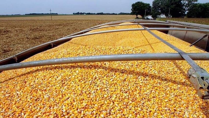 مافیای نهاده‌های دامی