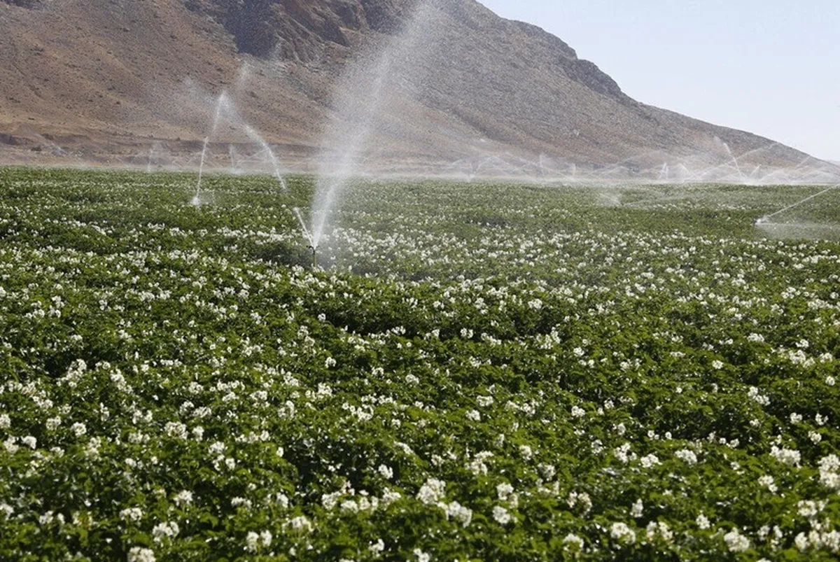 افزایش ۳ برابری اعتبارات سامانه‌های نوین آبیاری در بودجه ۱۴۰۴