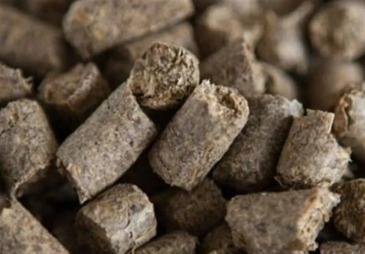 صادرات تفاله چغندر و نیشکر آزاد شد