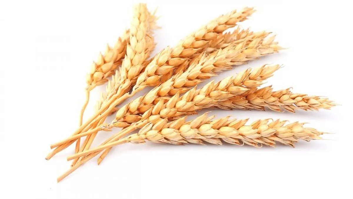 قیمت واقعی گندم اعلام شد