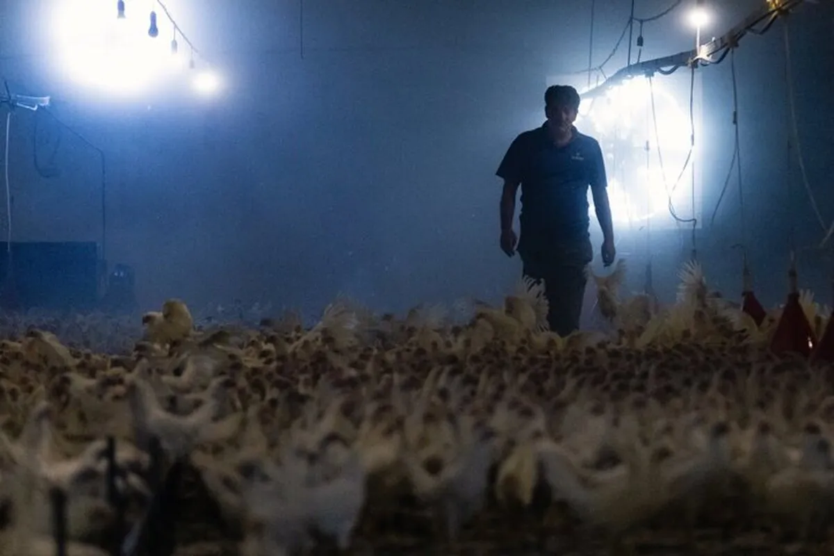 کمبود نهاده هزینه تولید را بالا برد؛ مرغداری‌‎های کوچک در آستانه ورشکستگی