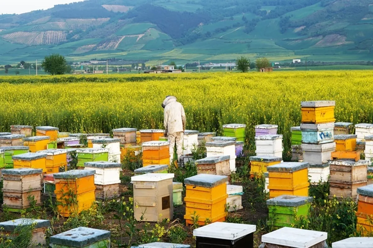 سرشماری زنبورستان‌ها آغاز شد