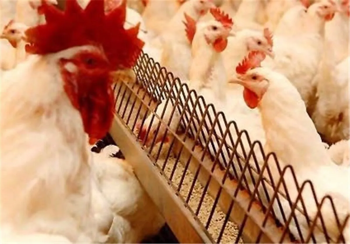 برکت در بازارگاه بعد از حذف ارز رانتی؛ ۸۰۰ هزار تن نهاده بارگذاری شد