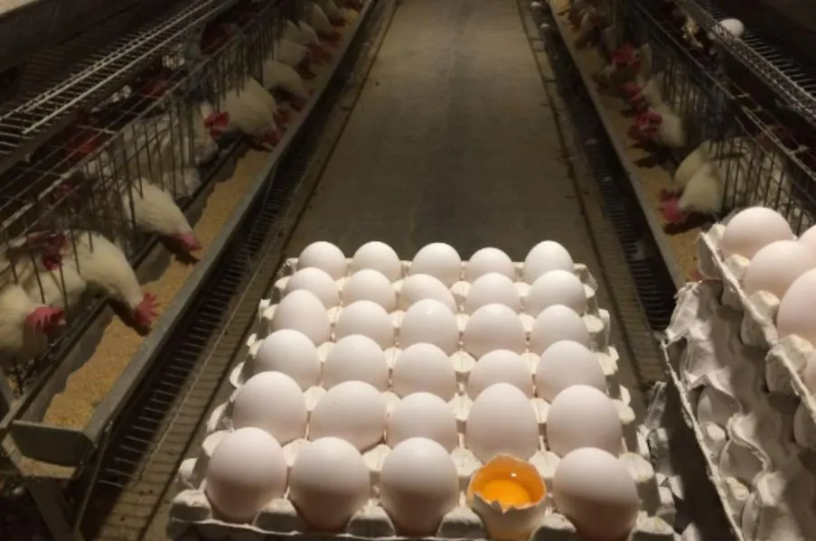 قیمت مرغ و تخم‌مرغ رسما اعلام شد
