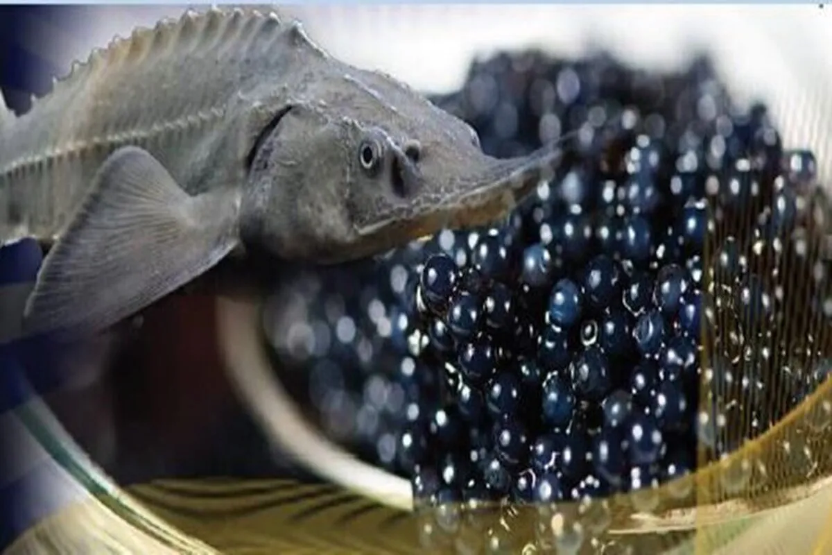 تولید و صادرات ماهیان خاویاری کشور افزایش یافت