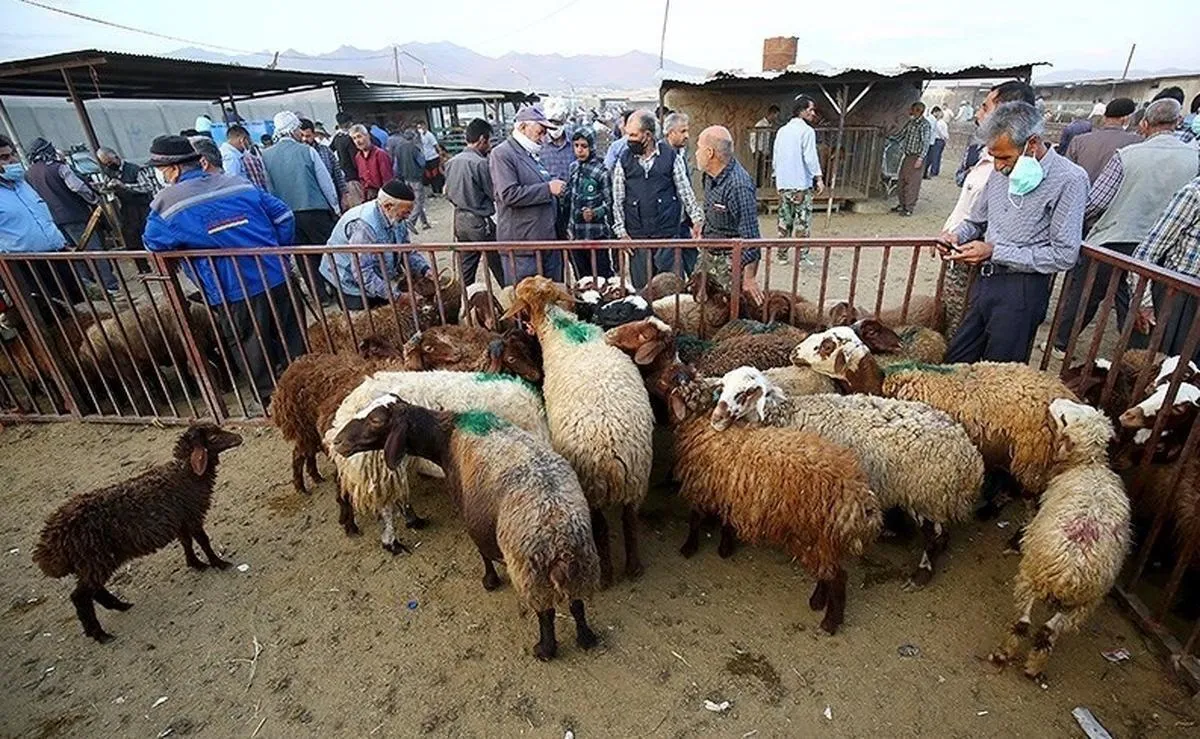 قیمت دام زنده در تهران امروز ۷ تیر ۱۴۰۴