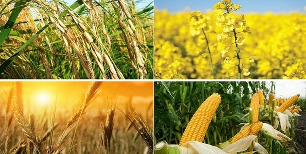 ترک فعل در تعیین قیمت تضمینی محصولات اساسی کشاورزی