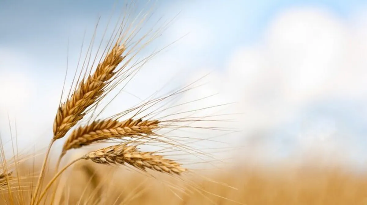 ۲۱۱ رقم غلات تا کنون در کشور معرفی شده است