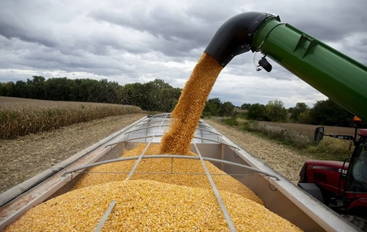 رشد ۱۶ درصدی واردات ذرت در بهار سالجاری