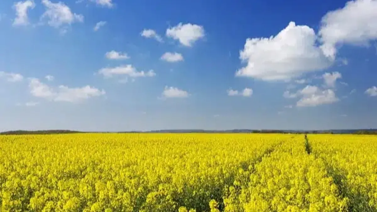 واگذاری خرید دانه‌های روغنی توسط بخش خصوصی