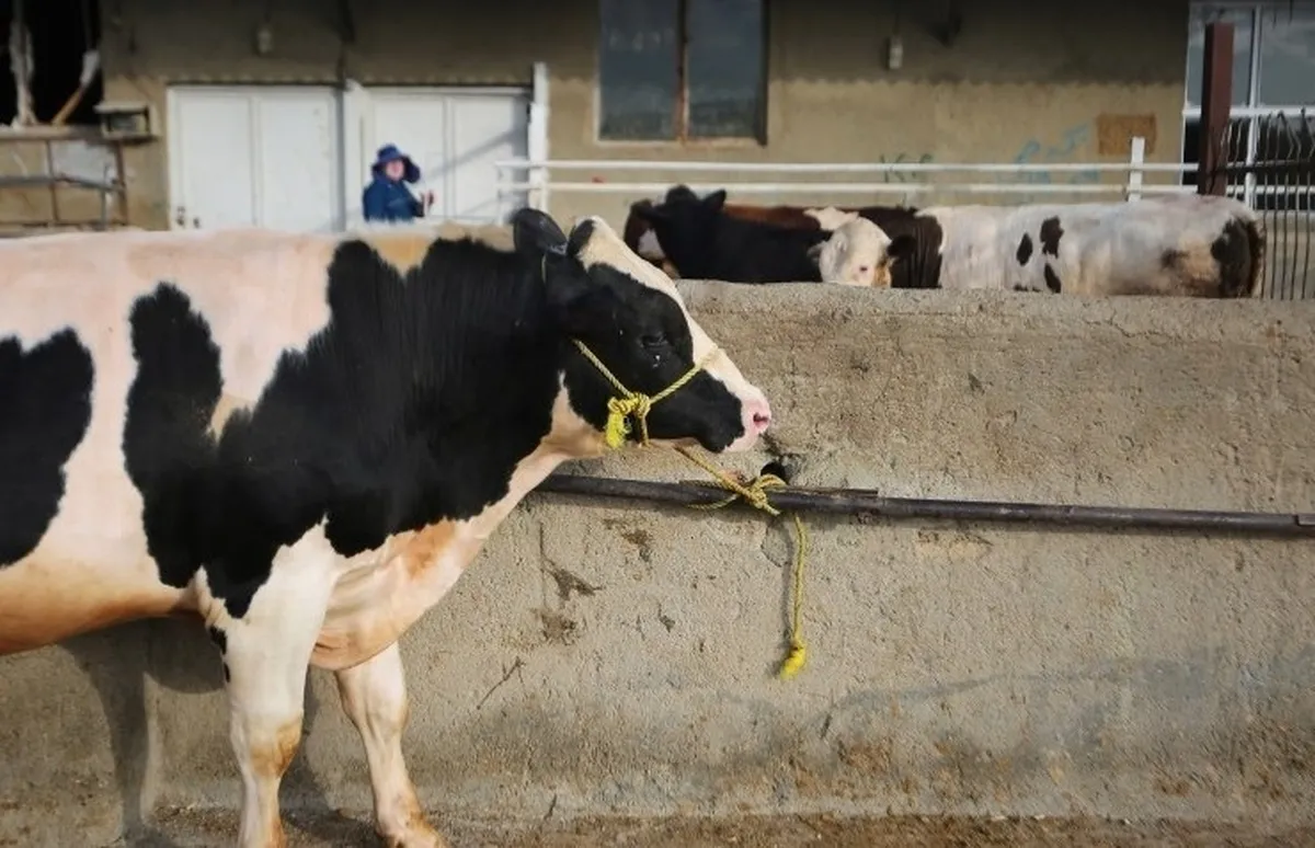 سرگردانی دامداران در میدان بازارگاه/ انحصار نهاده در دست دلالانِ معرفی‌شده وزارتخانه!
