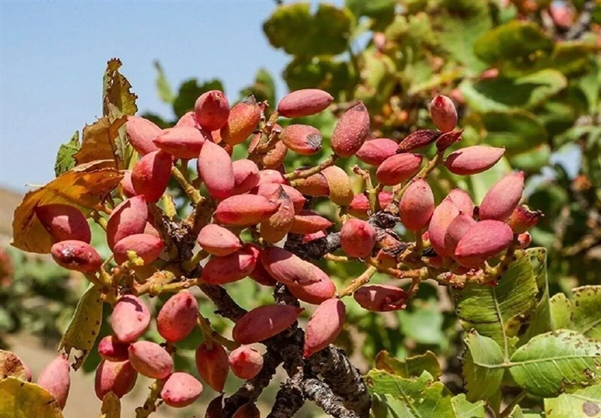 برآورد تولید ۲۴۰ هزار تن پسته در کشور/ تولید پسته ترکیه نصف شد