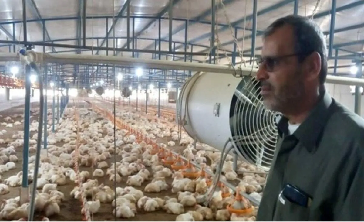 بدهی مرغداران ۶ ماه تمدید شد