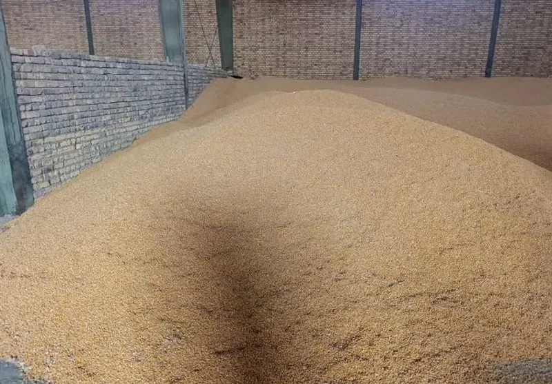 تأمین فوری 180 هزار تن ذرت و جو برای دامداران