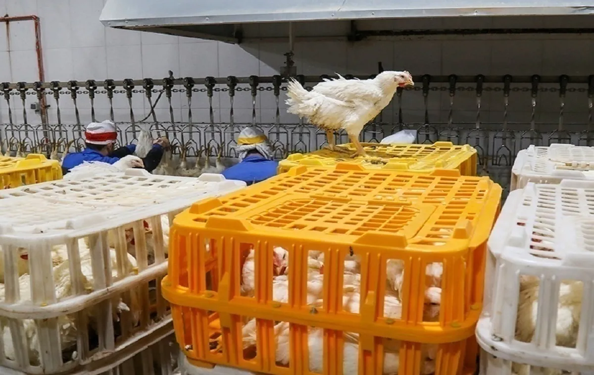 پیش بینی ۱۶۰ میلیون قطعه جوجه ریزی در آذرماه/مشکلی در تامین و عرضه مرغ نداریم