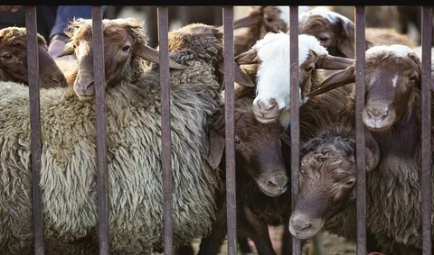 تامین و توزیع دام کماکان ادامه دارد/قیمت هرکیلو لاشه یک میلیون و ۳۰ هزارتومان