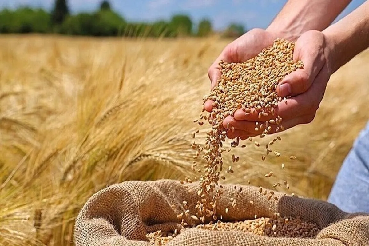 قیمت گندم چقدر گران می‌شود؟