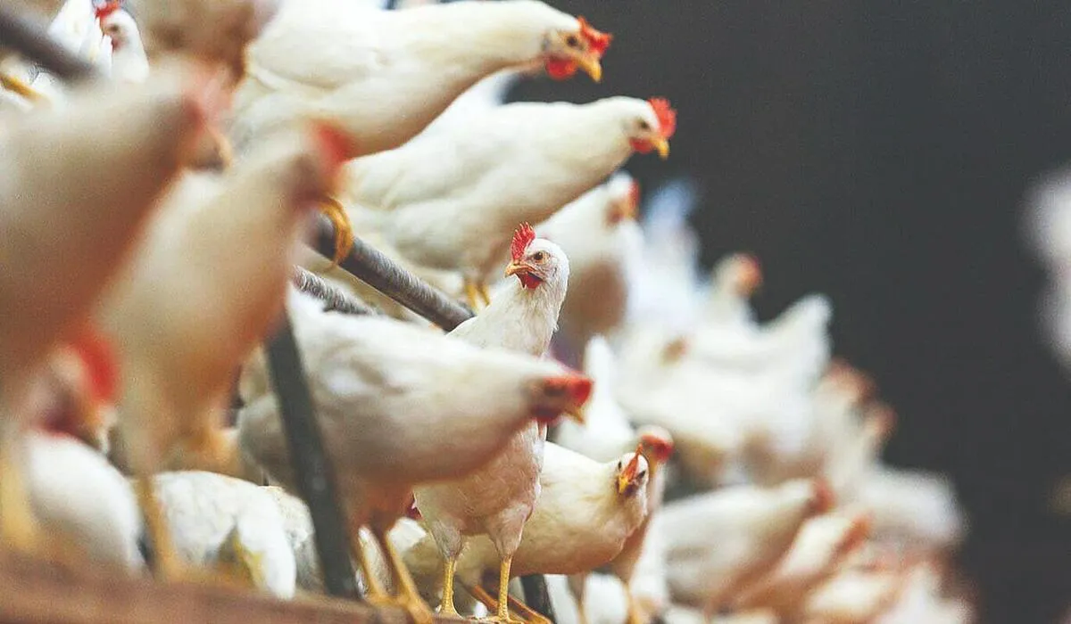 دامدار و مردم نقره‌داغِ بی‌ثباتی ارز؛ دولت به جای واردات مرغ ارز نهاده را مهیا کند