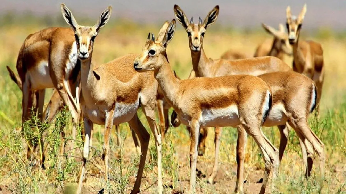 بررسی موقعیت جغرافیایی و خصوصیات کلی دشت مغان