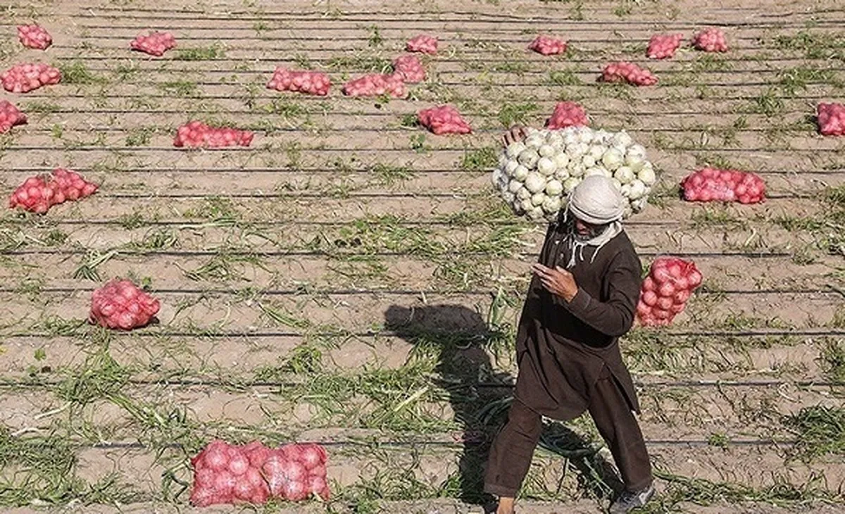 خرید توافقی پیاز از امروز آغاز می‌شود