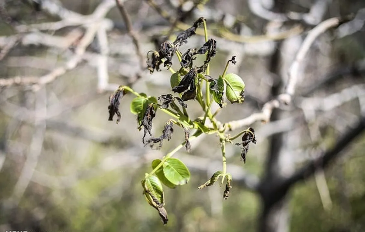 کشت پاییزه امسال با کمبود کود روبه‌رو است