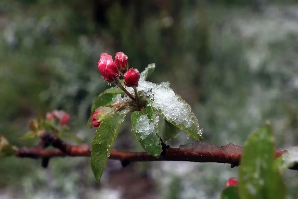 هشدار نارنجی برای کشاورزان؛ نفوذ زبانه‌های پرفشار سرد در روزهای آغازین سال نو