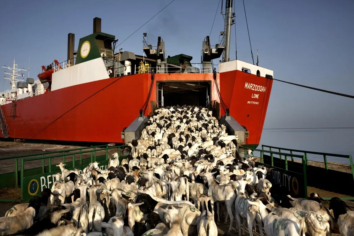 واردات دام زنده اشتغال و ارزش افزوده دارد؛ دنبال گوشت وارداتی نباشیم