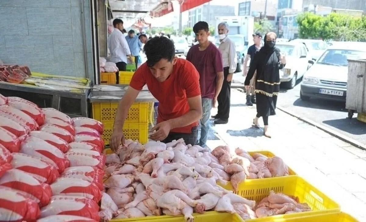 چرا مرغ گران شد؟/کاهش ۶ درصدی واردات نهاده‌ در سال جدید