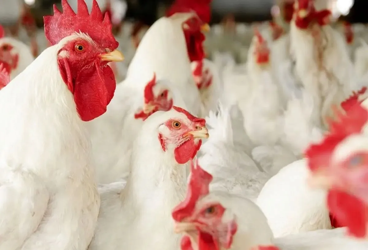 ماجرای واردات جوجه خروس به اسم جوجه مرغ به کجا رسید؟