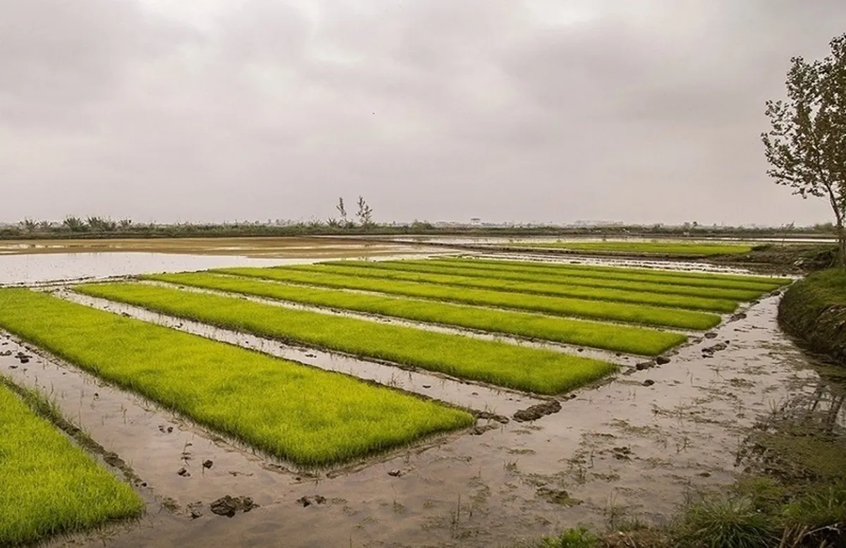 راهکار دستیابی به رشد بخش کشاورزی در برنامه هفتم چیست؟