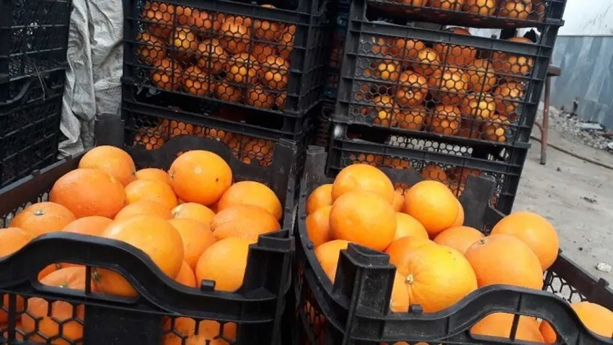 خرید پرتقال ایرانی ممنوع شد؟
