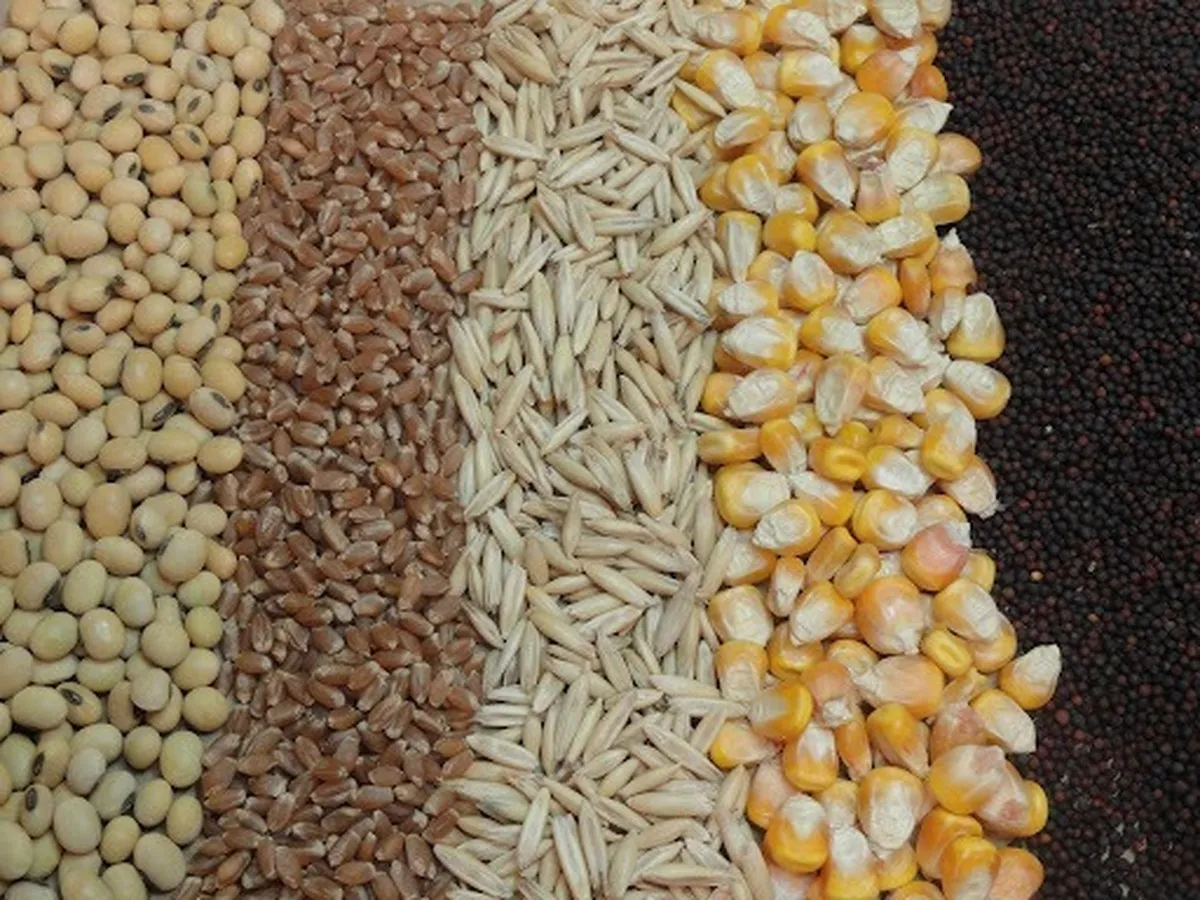 عرضه بیش از ۱۶ میلیون تن نهاده دامی در بازارگاه