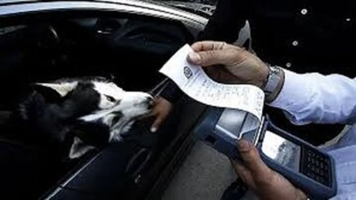 سگ‌گردانی با خودرو در تهران ممنوع است