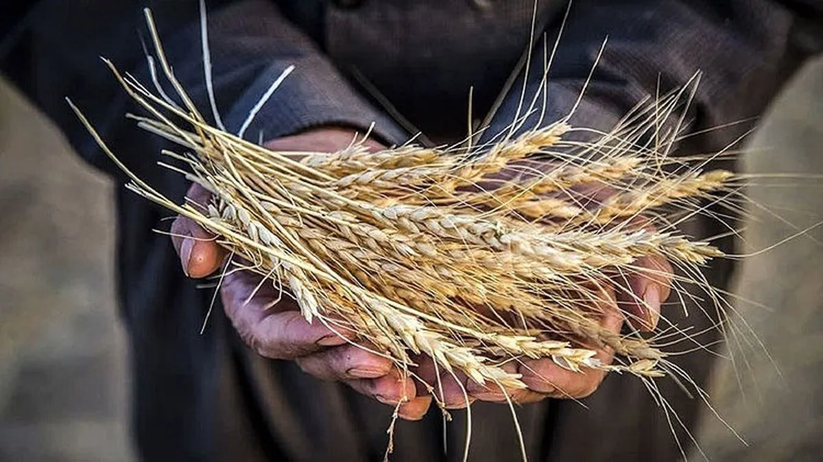 نوروزی: ۹۵ درصد مطالبات گندم‌کاران پرداخت شد