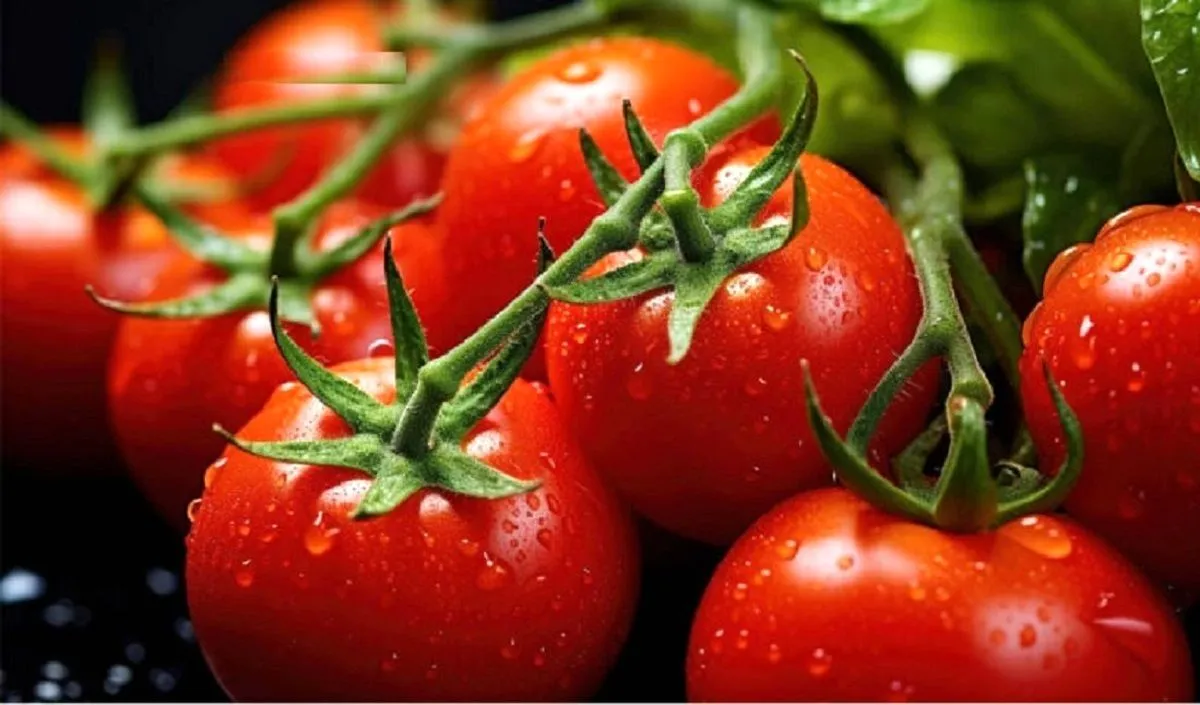 جهش ۱۰۲ درصد قیمت گوجه‌فرنگی در آمریکا