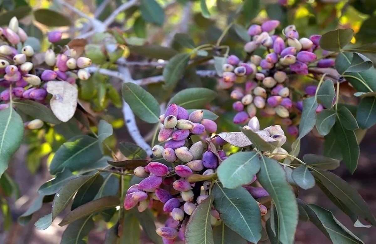 صادرات ۱.۷ میلیارد دلار پسته به ۷۳ کشور دنیا