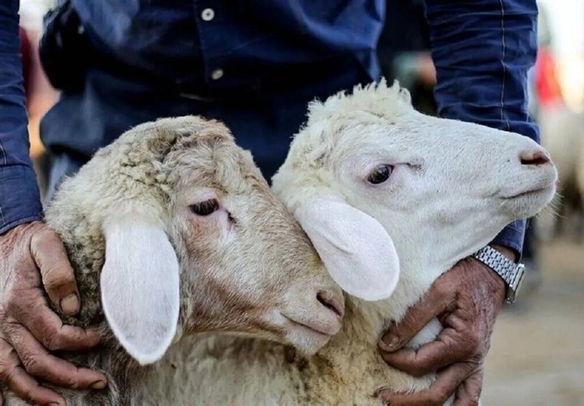 قیمت گوسفند عید قربان تعیین شد