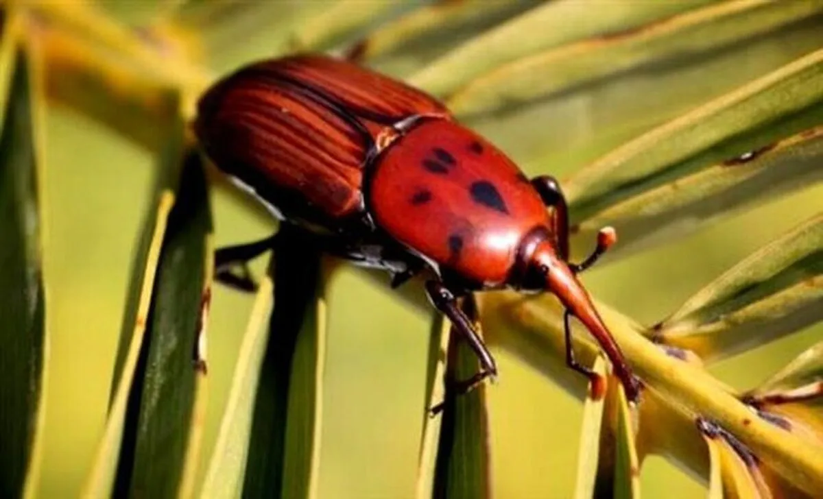 هشدار سازمان حفظ نباتات به کشاورزان