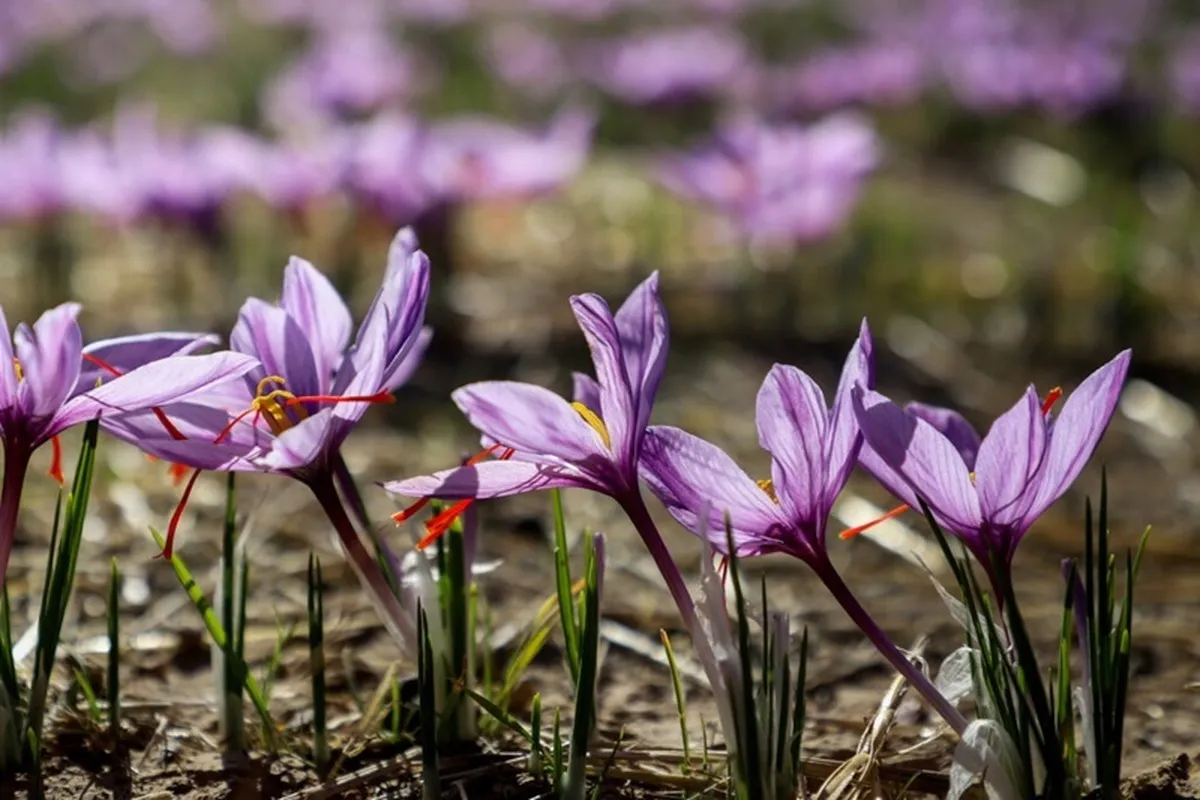 هزار کیلوگرم زعفران فردا در بورس عرضه می‌شود