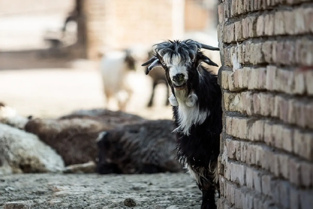 قاچاق گسترده دام در حال انجام است/قیمت دام کاهشی شد