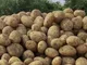 سیب‌زمینی دولتی به وفور در حال عرضه است