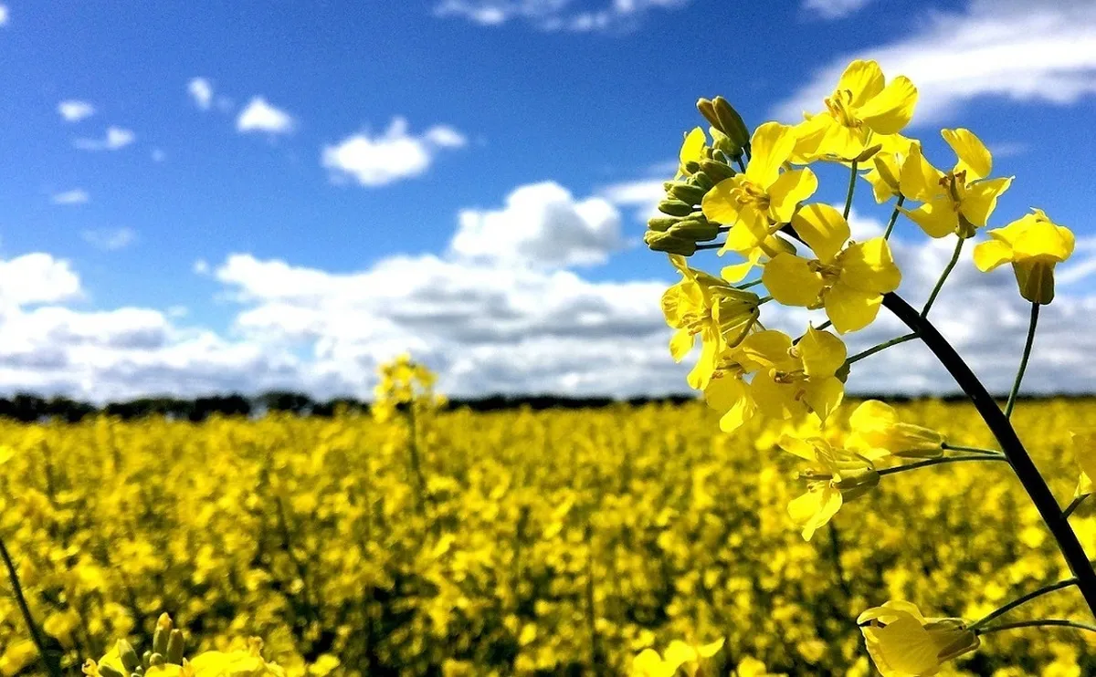 افزایش ۱۰۰ درصدی تولید کلزا در کشور