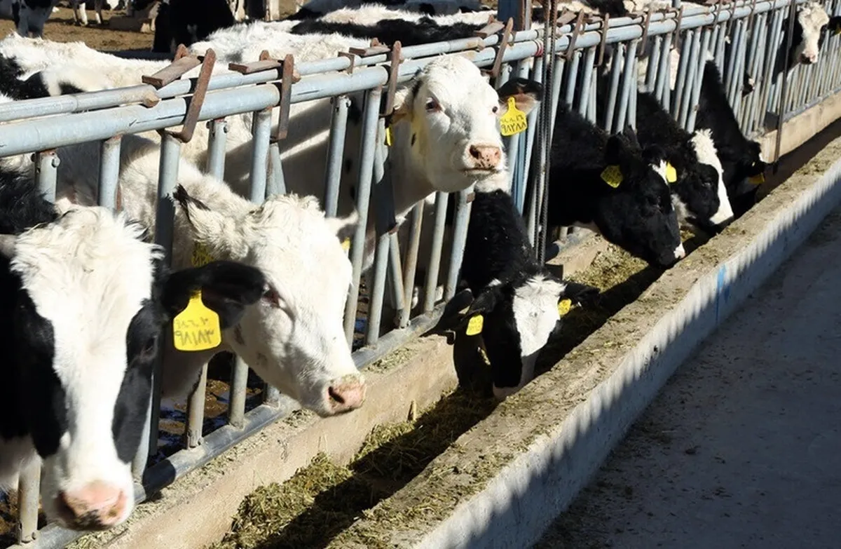 آغاز طرح خرید حمایتی ۲۰ هزار راس دام به هفته آینده موکول شد