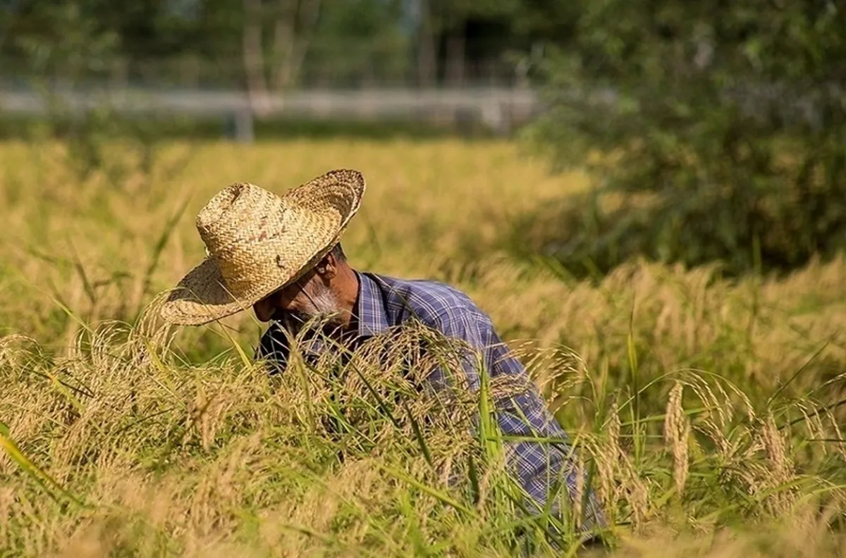 آمار تولید ۲ میلیون و ۶۰۰ هزارتن برنج واقعی است؟