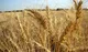 کام کشاورزان گندمکار شیرین شد