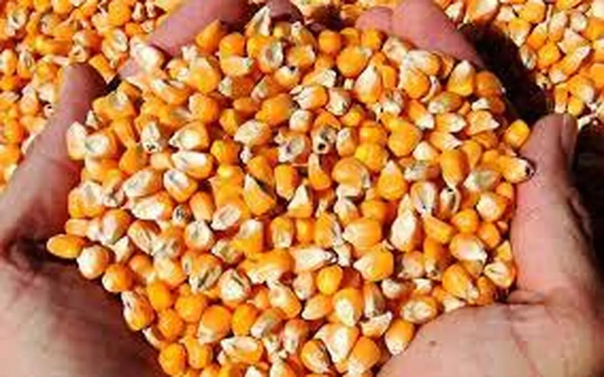 ثبت سفارش ذرت دامی فردا آغاز می‌شود