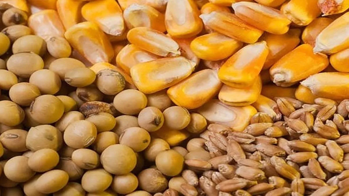 کمبود نهاده‌های دامی گله‌های مادر مرغداری‌ها را حذف می‌کند